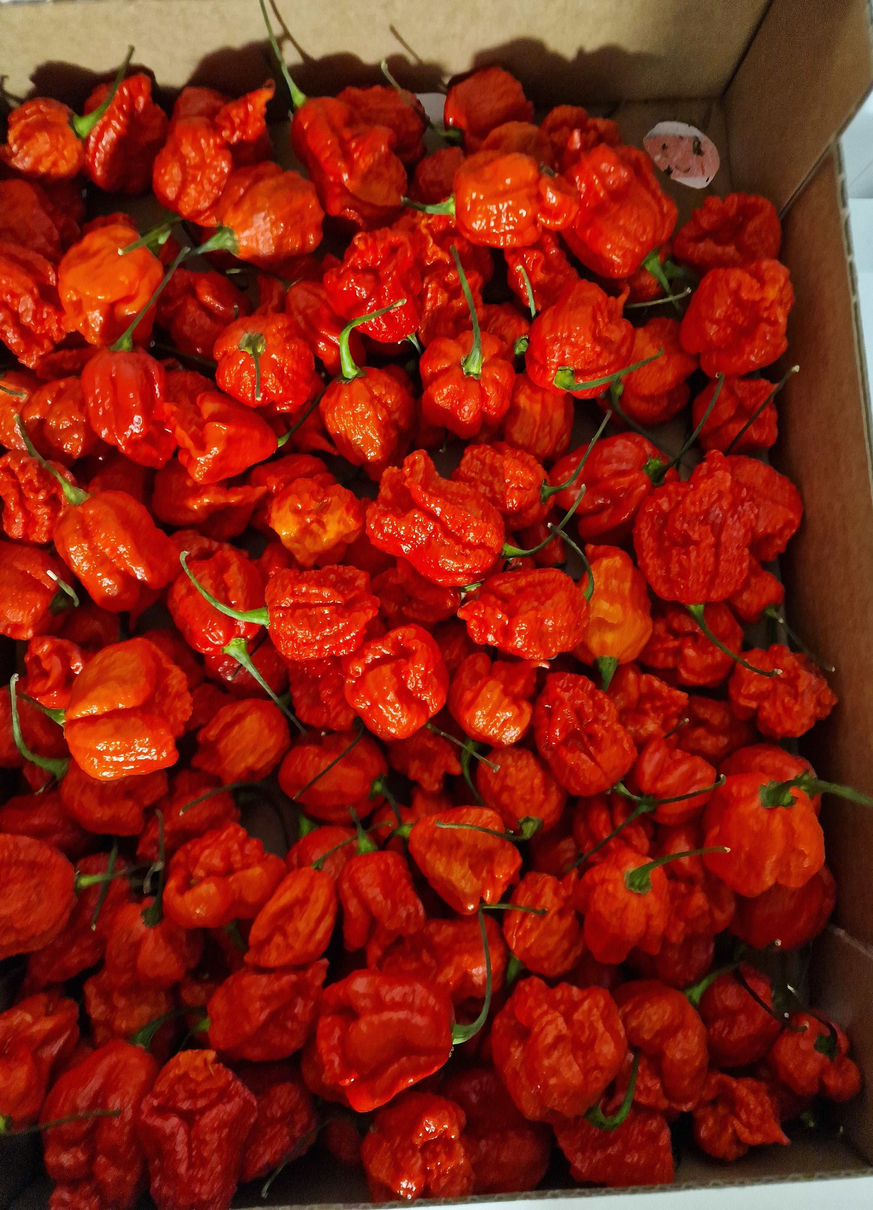 Lot de 3 Carolina Reaper frais