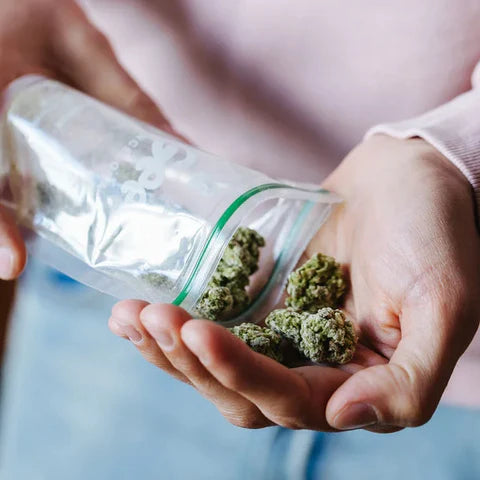 Chocolat Ogeez Speculoos