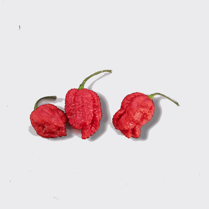 Lot de 3 Carolina Reaper frais